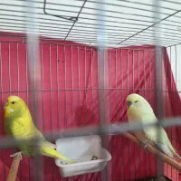 مرغ  عشق  انگلیسی و  دورگه