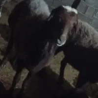 قوچ توخمی جنس خوب