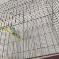 پرنده زینتی و فروش پرنده الان دارم فنچ قناری عروس|پرنده|لالی, |دیوار