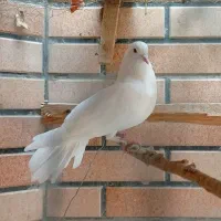 کبوتر نر سفید مهر دم قاشقی
