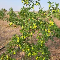 فروش-زمین-باغی-کشاورزی