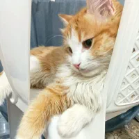 گربه پرشین|گربه|گرگان, |دیوار