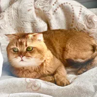 گربه استکاتیش فولد|گربه|میاندوآب, |دیوار