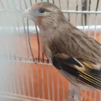 سهره قناری معامله با سهره مس