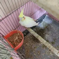 عروس هلندی جفت نر و ماده