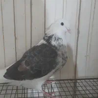 کبوتر|پرنده|خمینی‌شهر, |دیوار