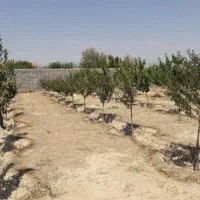 باغ ویلا در وایقان|فروش زمین و ملک کلنگی|شبستر, |دیوار