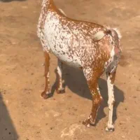 عمانی|حیوانات مزرعه|بوکان, |دیوار