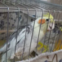 عروس هلندی نر|پرنده|فولادشهر, B2|دیوار
