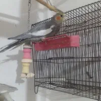 عروس هلندی|پرنده|صباشهر, |دیوار