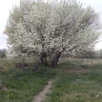 عسل کوهستان  طبیعی با برگه ازمایش ساکارز ۲|خوردنی و آشامیدنی|چادگان, |دیوار