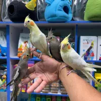 عروس هلندی در انواع رنگ فقط فقط ۶۵۰ت