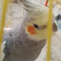 عروس سینامون|پرنده|نسیم‌شهر, |دیوار