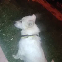 سگ پا کوتاه