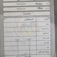 اسب پرشی یکسر خارجی|اسب و تجهیزات اسب‌سواری|رباط‌کریم, انجم آباد|دیوار