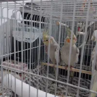 ۵عدد عروس هلندی جوجه اول هستن تازه دونه خور شدن
