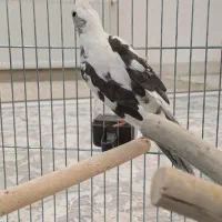 عروس هلندی|پرنده|سیرجان, |دیوار