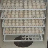 فروش دستگاه جوجه کشی صادراتی|ماشین‌آلات صنعتی|دزفول, |دیوار