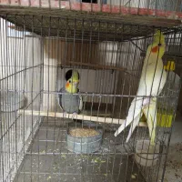 فروش انواع پرندگان|پرنده|قم, خاکفرج|دیوار