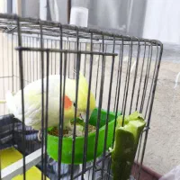 آگهی گمشده|حیوانات|نهاوند, |دیوار