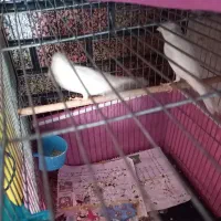 فروش یک جفت قناری نر و ماده رسمی قشنگ