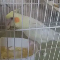 گمشده