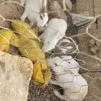 خرگوش نرو ماده
