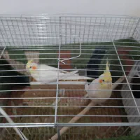 یک جفت عروس هلندی