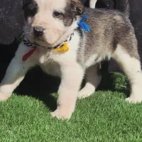 توله سگ آلابای