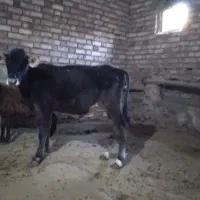 گاو|حیوانات مزرعه|چنگ الماسی, |دیوار