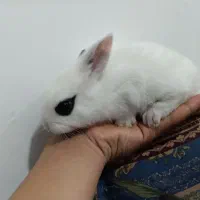 فروش چند عدد بچه خرگوش عیدی