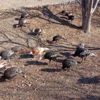 بوقلمون 7ماهه|حیوانات مزرعه|مشگین شهر, |دیوار