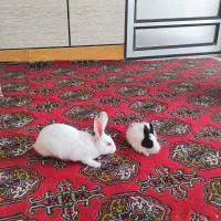 خرگوش