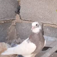 طوقی طوق سوسنی نر و طوق ماده و طوق سیاه نر واکسی