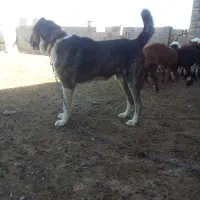 سگ رخ ۳ سال شرطی
