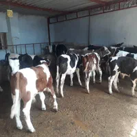 فروش گاو گوساله سمینتال هلشتاین|حیوانات مزرعه|بندر ترکمن, |دیوار