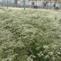 پخش عمده گل شاخه بریده