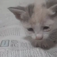 بچه گربه جهت واگذاری رایگان
