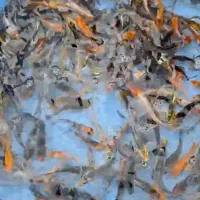 کوی سوپر باله|ماهی|تهران, مسعودیه|دیوار