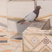 سینه ای|پرنده|اهواز, منازل کارون|دیوار