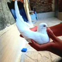 دم سبز
