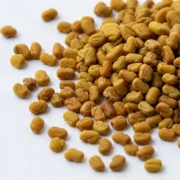 بذر یونجه