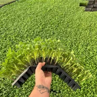 نشا گوجه بادمجان فلفل تند فلفل دلمه|خدمات باغبانی و درختکاری|سراوان, |دیوار