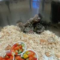 همستر مینیاتوری دونه ای صد تومن|موش و خرگوش|کرج, کرج نو|دیوار