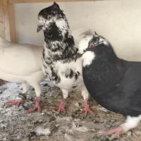 سه تا کبوتر