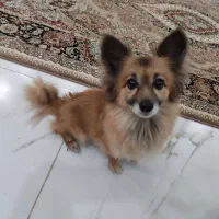 سگ خانگی|سگ|هشتگرد, فاز ۷ مهستان|دیوار