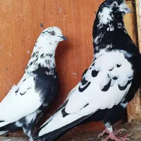 کبوتر ساعتی
