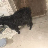 کره نر|حیوانات مزرعه|زابل, |دیوار