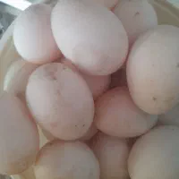 تخم اردکی|حیوانات مزرعه|لاهیجان, طالقانی|دیوار