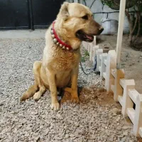 سگ سرابی نر